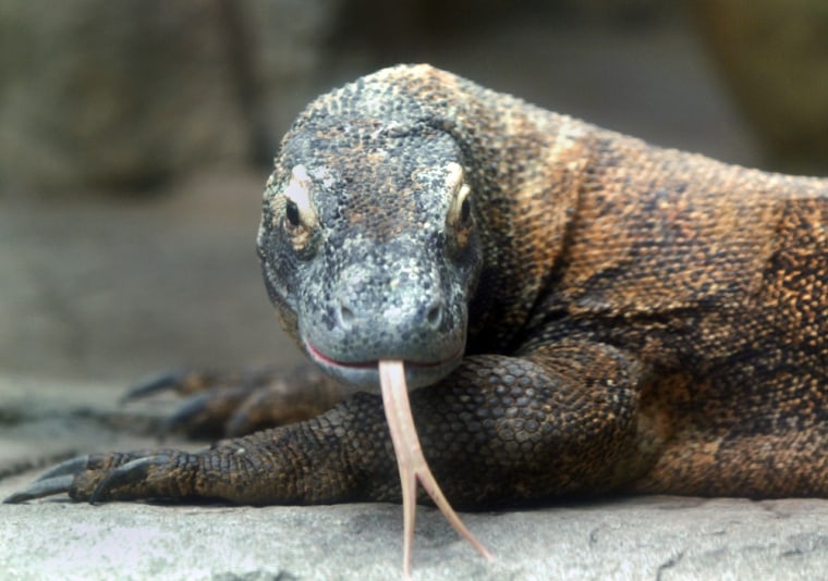 Image: Komodo dragon arrives to join the collection at  the Shark Reef Aquarium in Las Vegas